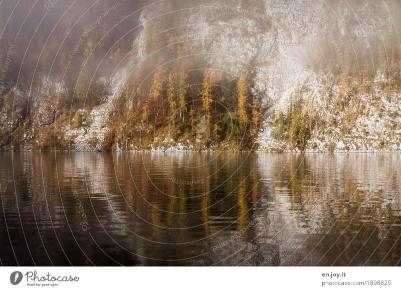 Steilküste Natur Landschaft Herbst Nebel Baum Felsen Berge u. Gebirge Seeufer Königssee Traurigkeit Trauer Klima Ferien & Urlaub & Reisen ruhig Symmetrie