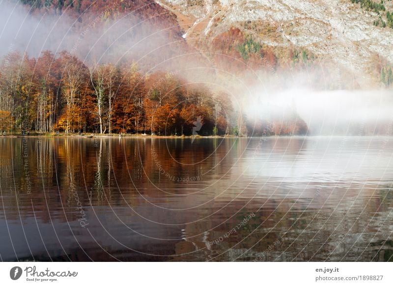 Herbstzauber Ferien & Urlaub & Reisen Natur Landschaft Nebel Wald Berge u. Gebirge Seeufer Königssee orange Traurigkeit Trauer Liebeskummer bizarr Idylle Klima