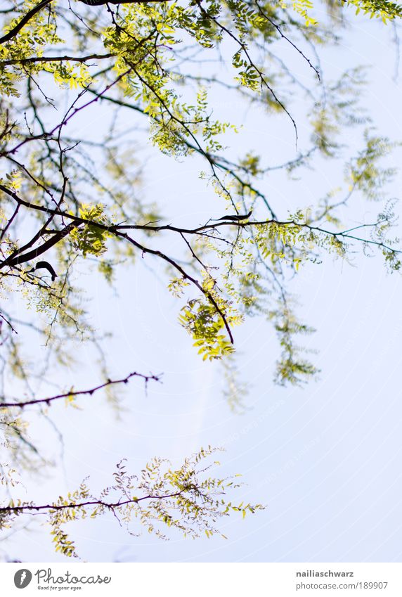 Frühling Umwelt Natur Landschaft Pflanze Luft Himmel Wolkenloser Himmel Sonne Sonnenlicht Sommer Klima Wetter Schönes Wetter Wärme Baum Blatt Grünpflanze