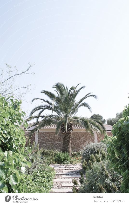 Deutsche Eiche Pflanze Wolkenloser Himmel Sommer Schönes Wetter Baum Palme Palmenwedel Garten Traumhaus Mauer Wand Dach ästhetisch exotisch schön einzigartig