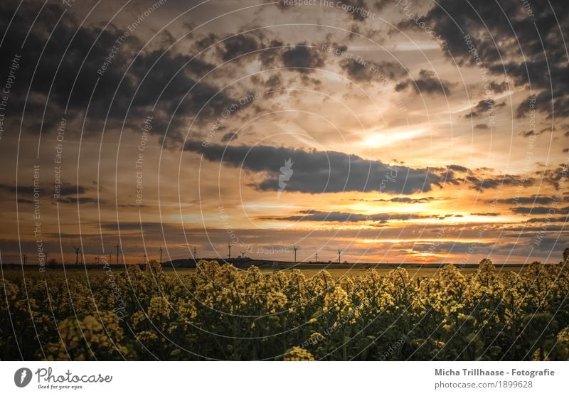 Sonnenuntergang über dem Rapsfeld Landwirtschaft Forstwirtschaft Energiewirtschaft Erneuerbare Energie Windkraftanlage Umwelt Natur Landschaft Pflanze Himmel