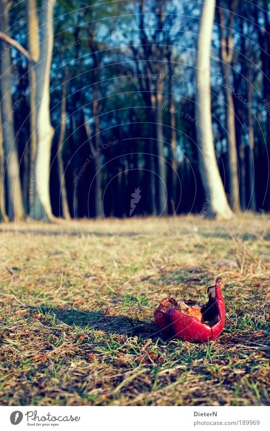 Rot Lebensmittel Apfel Natur Pflanze Sonne Sommer Wald saftig Verfall Vergänglichkeit Farbfoto Außenaufnahme Detailaufnahme Menschenleer Tag Licht Schatten