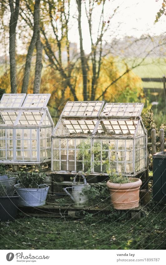 Garten Häusliches Leben Wohnung Gewächshaus Bioprodukte ökologisch Gartenarbeit Herbst Pflanze Baum Blume Gras Gießkanne Tontopf Topf landlust Idylle nachhaltig