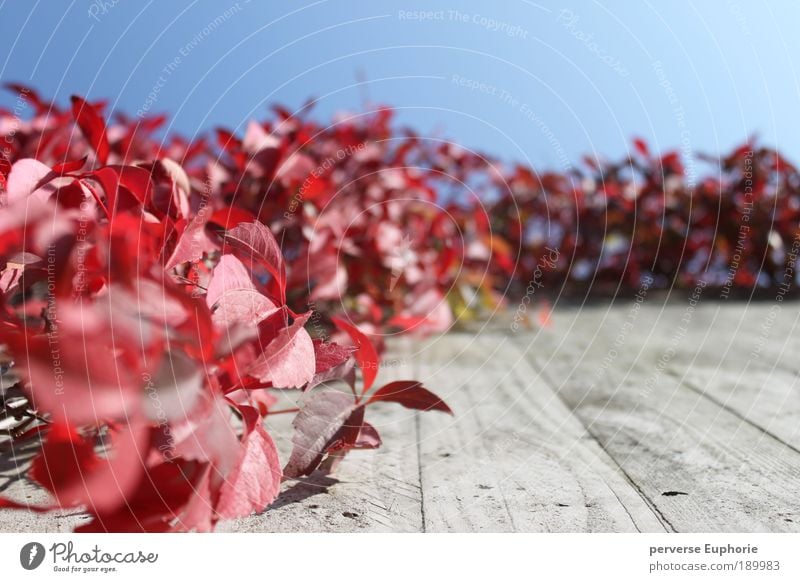 red passion Umwelt Natur Himmel Wolkenloser Himmel Herbst Pflanze Blatt Mauer Wand Fassade blau grau rot ruhig Froschperspektive