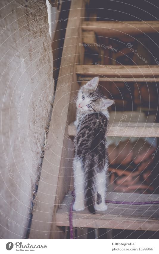 Eine Katze auf der Treppe, schaut zurück Natur Tier Haustier 1 Tierjunges Blick niedlich Tierliebe Bauernhof Kätzchen Zurückblicken Farbfoto Außenaufnahme Tag