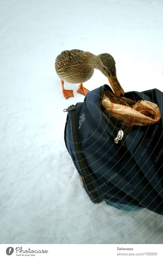 Ente Winter Schnee Umwelt Tier Wetter Eis Frost Tiergesicht Rucksack entdecken Fressen füttern kalt Schnabel Farbfoto Außenaufnahme Menschenleer