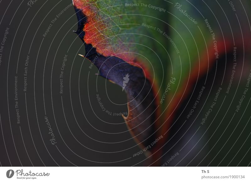 Blatt Natur Pflanze Herbst Winter Blühend verblüht ästhetisch authentisch einfach elegant natürlich grau grün violett rot Gelassenheit geduldig ruhig Design