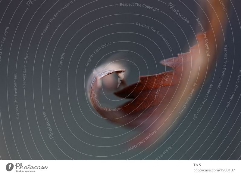 Blatt Natur Pflanze Herbst Winter Bewegung verblüht ästhetisch authentisch einfach elegant natürlich braun grau Gelassenheit geduldig ruhig Energie einzigartig