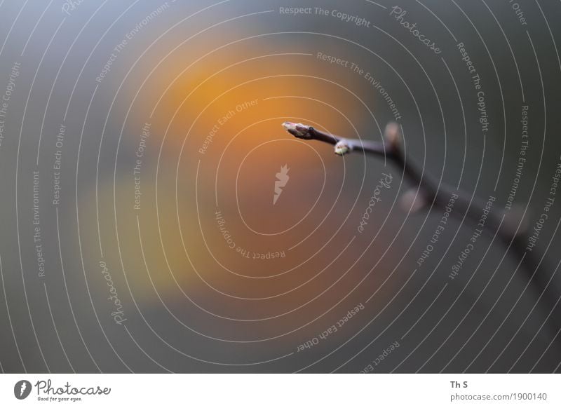 Geäst Natur Pflanze Herbst Winter Blühend verblüht ästhetisch authentisch einfach elegant natürlich braun grau orange Gelassenheit geduldig ruhig Farbe