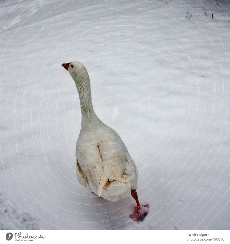 walk away Eis Frost Schnee Tier Nutztier Wildtier Vogel Flügel Fährte 1 Brunft gehen dick frech lustig Wut gelb rot weiß Einigkeit Leben Ausdauer Bewegung kalt