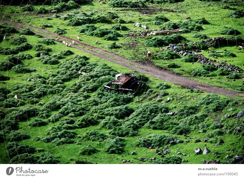 car and pigs Ferien & Urlaub & Reisen Landschaft Erde Sommer Schönes Wetter Gras Sträucher Wiese Insel Sardinien Nutztier Ferkel Schaf Tiergruppe grün Identität