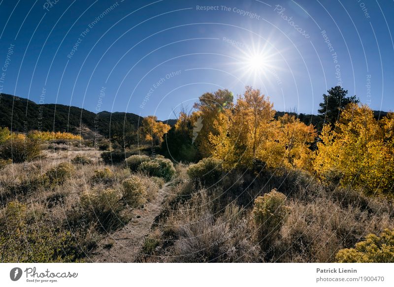 Great Sand Dunes National Park, Colorado Erholung ruhig Ferien & Urlaub & Reisen Tourismus Ausflug Abenteuer Ferne Umwelt Natur Landschaft Pflanze Himmel