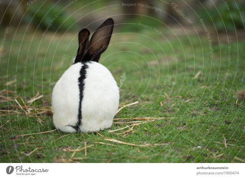 Kaninchen mit Stroh auf grüner Wiese Lebensmittel Fleisch Ernährung Bioprodukte Freizeit & Hobby Garten Küche Landwirtschaft Forstwirtschaft Gastronomie Umwelt