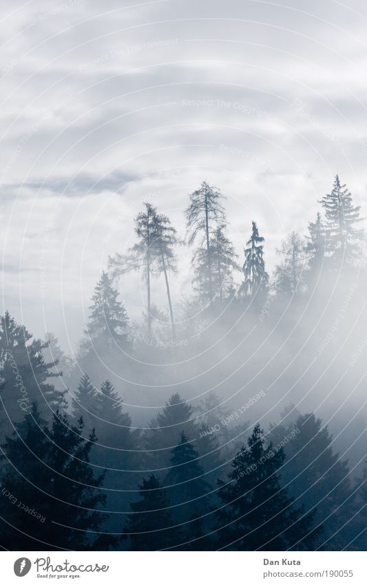 neulich im Himmel Umwelt Landschaft Wolken Klima Wetter Nebel Baum Wald Hügel Berge u. Gebirge bizarr chaotisch Erholung Zufriedenheit Glück Horizont