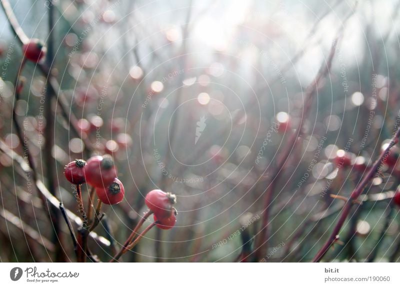 PUNKT, PUNKT, BEERE Umwelt Natur Landschaft Pflanze Sonnenlicht Winter Nebel Regen Grünpflanze beere Beeren Beerensträucher Licht Park glänzend Lichtpunkt