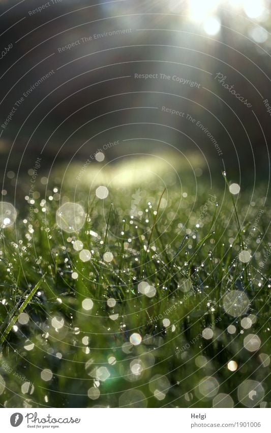 sonniger Herbstmorgen Umwelt Natur Pflanze Wassertropfen Schönes Wetter Gras Wiese Wege & Pfade glänzend leuchten ästhetisch außergewöhnlich einzigartig klein