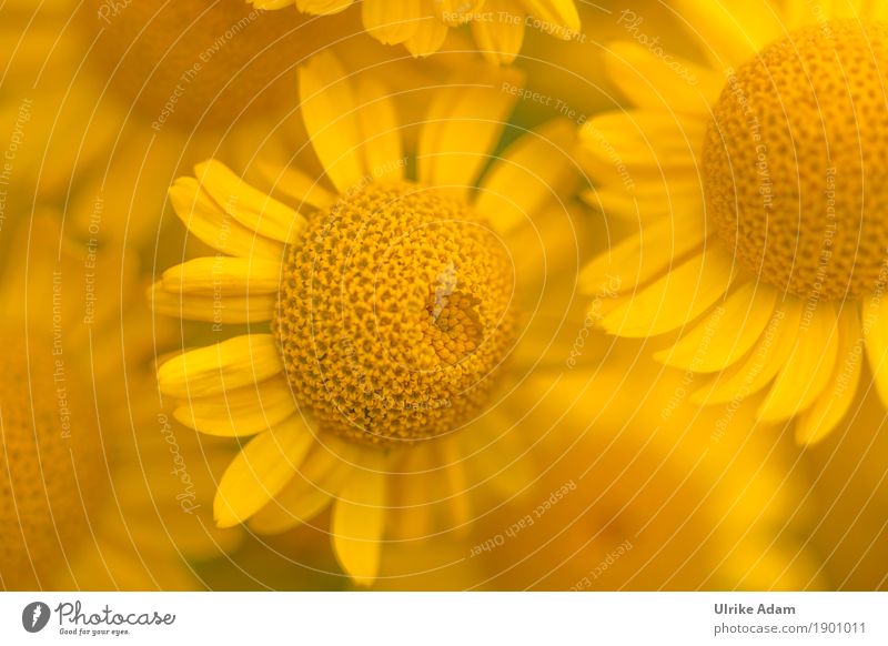 Ein Traum in Gelb Färberkamille (Anthemis tinctoria) Stil Design einrichten Innenarchitektur Dekoration & Verzierung Tapete Bild Leinwand Poster Postkarte Natur