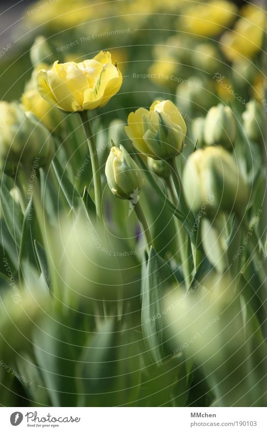 aufblühen Umwelt Natur Pflanze Blume Tulpe Blatt Blüte Grünpflanze Park Blühend Duft Wachstum einfach gelb grün Verliebtheit trösten geduldig ruhig