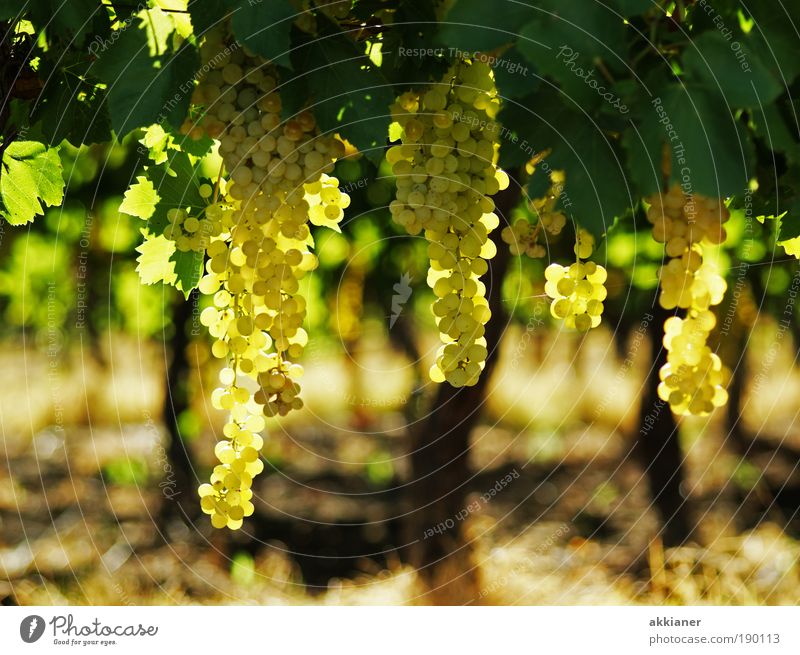 Wein Umwelt Natur Landschaft Pflanze Urelemente Erde Luft Sommer Klima Wetter Schönes Wetter Wärme Blatt Nutzpflanze Garten Feld exotisch frisch hell rund