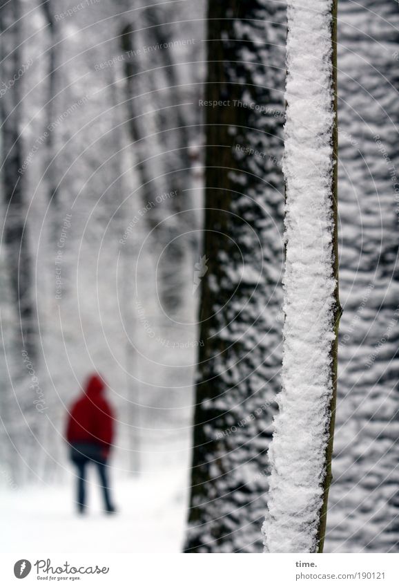 Moving. Sonst Friering. Ferne wandern Frau Erwachsene Baum Wald Wege & Pfade Jacke gehen laufen dunkel rot weiß Schnee Bäumchen Ast Tiefenschärfe Schneeflocke