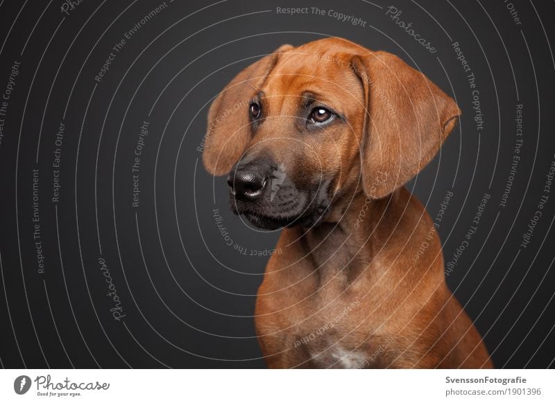 Rhodesian Ridgeback Welpe Tier Haustier Hund Tiergesicht 1 sitzen Gesundheit Farbfoto Studioaufnahme Textfreiraum links Blitzlichtaufnahme