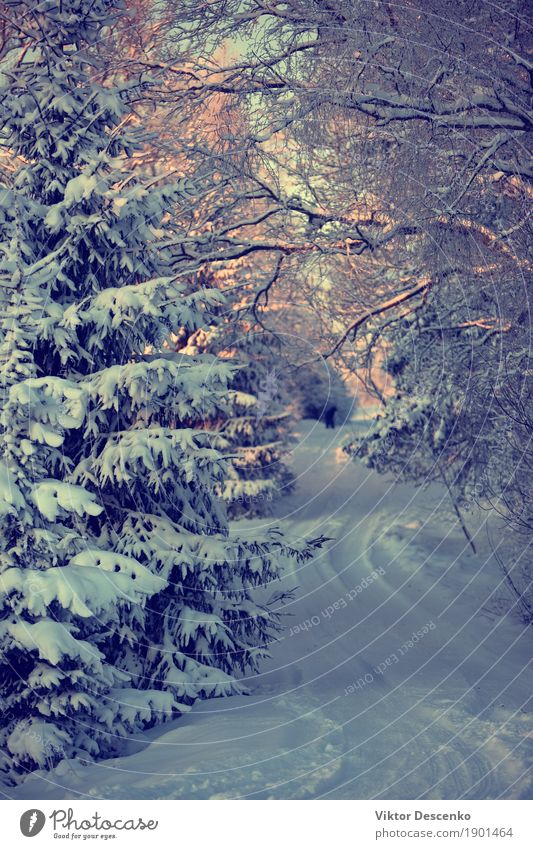 Die Straße durch den Schnee im Winter schön Ausflug Natur Landschaft Himmel Wetter Baum Park Wald Ostsee Wege & Pfade frieren Coolness natürlich blau weiß Szene