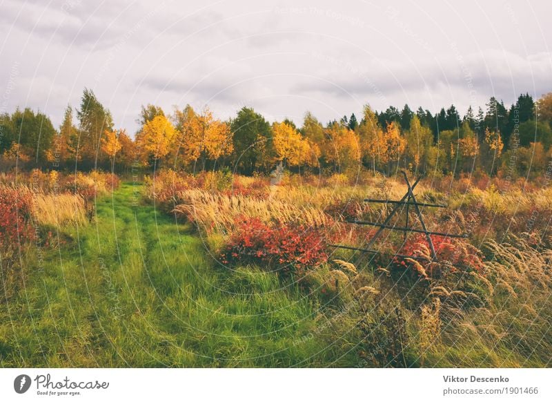 Ein Feld in der ländlichen Landschaft schön Sommer Sonne Umwelt Natur Pflanze Herbst Baum Gras Blatt Park Wiese Wald Ostsee Wachstum hell natürlich gelb gold