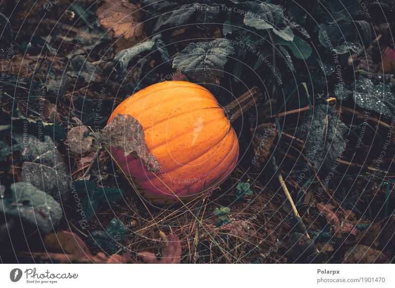 Orange Kürbis in einem Garten Gemüse Frucht Dekoration & Verzierung Erntedankfest Halloween Gartenarbeit Natur Pflanze Herbst Blatt Wachstum frisch natürlich