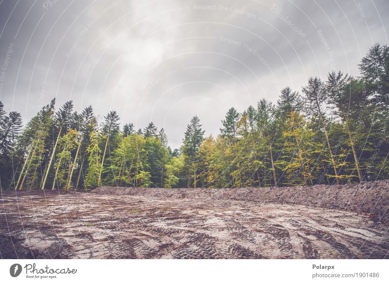 Bunte Bäume um eine gereinigte Fläche schön Umwelt Natur Landschaft Pflanze Herbst Baum Blatt Park Wald Straße Wege & Pfade hell natürlich gelb grün Farbe