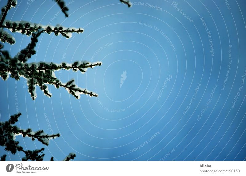 Winterzeit Umwelt Natur Pflanze Urelemente Luft Wasser Himmel Klima Klimawandel Wetter Eis Frost Schnee Park Coolness frisch kalt blau grau grün weiß