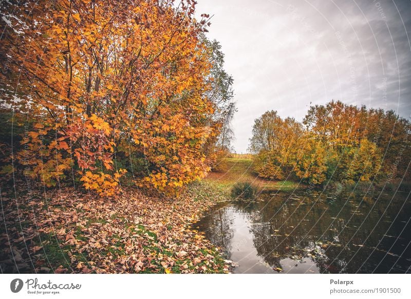 Bunte Bäume durch einen kleinen Teich im Fall schön Ferien & Urlaub & Reisen Umwelt Natur Landschaft Himmel Herbst Baum Blatt Park Wald See Fluss hell braun