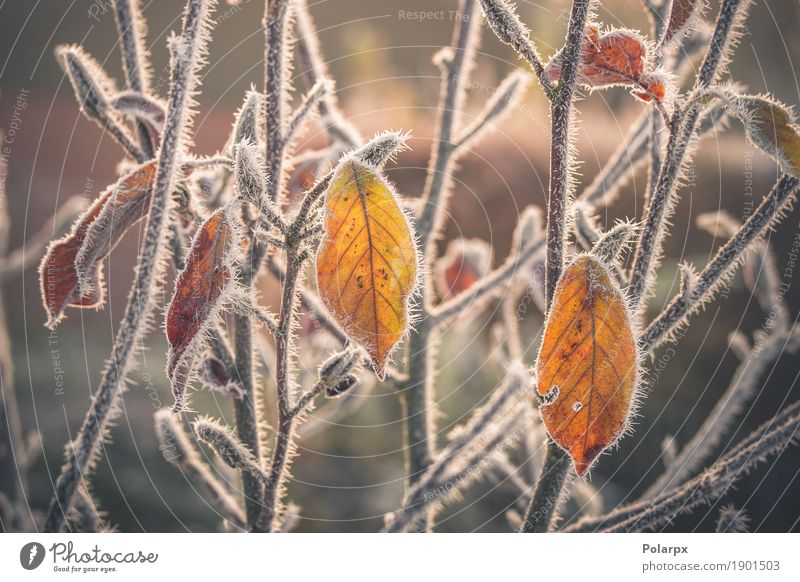 Bunte Blätter mit Frost bedeckt schön Winter Schnee Garten Umwelt Natur Landschaft Pflanze Herbst Wetter Baum Blatt Park frieren Wachstum Coolness hell kalt