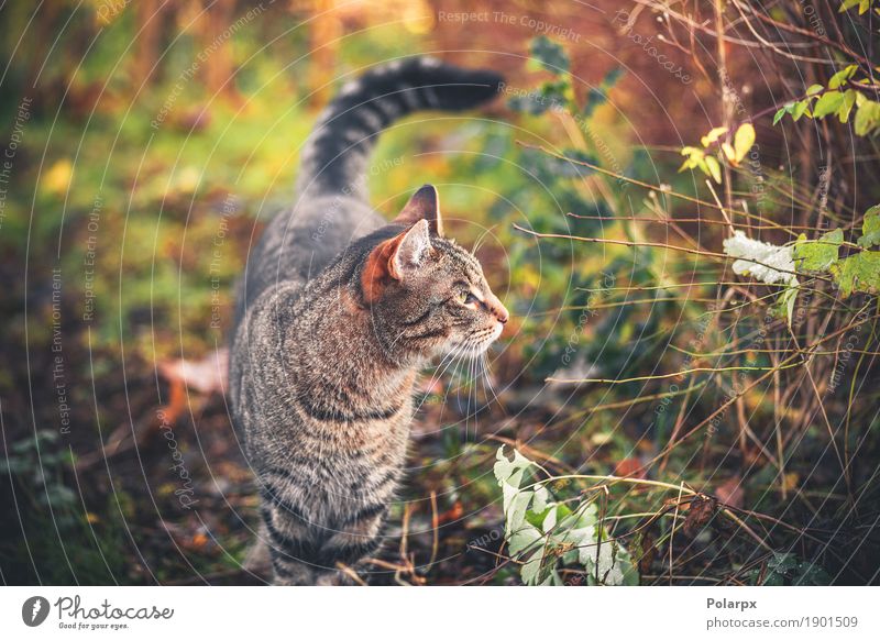 Katze, die morgens in einen Garten geht schön Gesicht Erholung Spielen Natur Tier Gras Pelzmantel Haustier klein niedlich grau grün Einsamkeit Katzenbaby jung