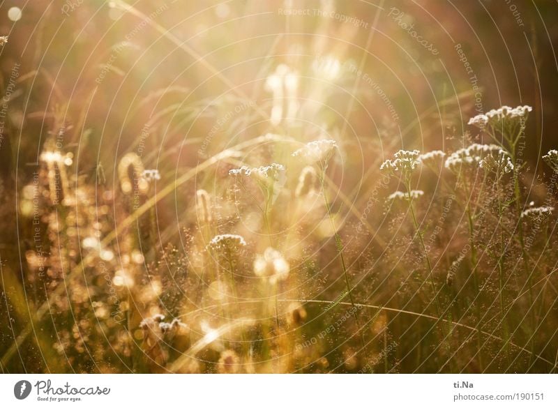 Sommer Sonne Sonnenschein Umwelt Natur Landschaft Klima Schönes Wetter Pflanze Gras Sträucher Wiese Blühend glänzend Wachstum authentisch hell natürlich Wärme