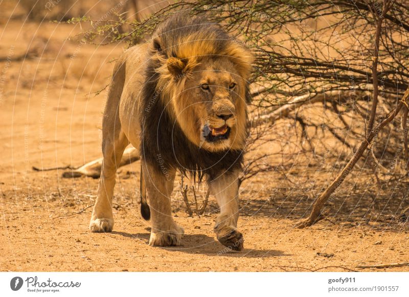 Ich komme...!!! Umwelt Natur Erde Sand Frühling Sommer Herbst Sträucher Wüste Afrika Tier Wildtier Tiergesicht Fell Pfote Fährte Löwe Löwenmähne Löwenkopf 1