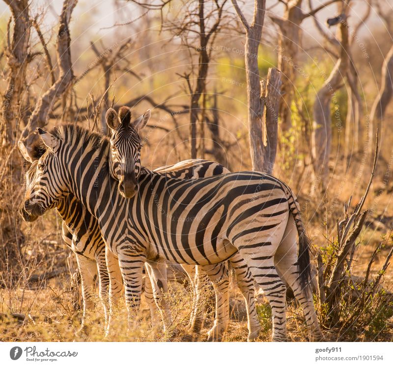 Kuschelig!!! Umwelt Natur Urelemente Erde Sand Frühling Sommer Herbst Wärme Dürre Baum Sträucher Wüste Afrika Tier Wildtier Tiergesicht Zebra Zebrastreifen 3