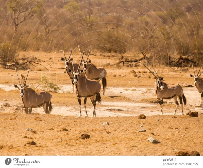 Alles im Blick!!! Umwelt Natur Landschaft Urelemente Erde Sand Frühling Sommer Herbst Schönes Wetter Wärme Dürre Baum Sträucher Wüste Südafrika Afrika Tier