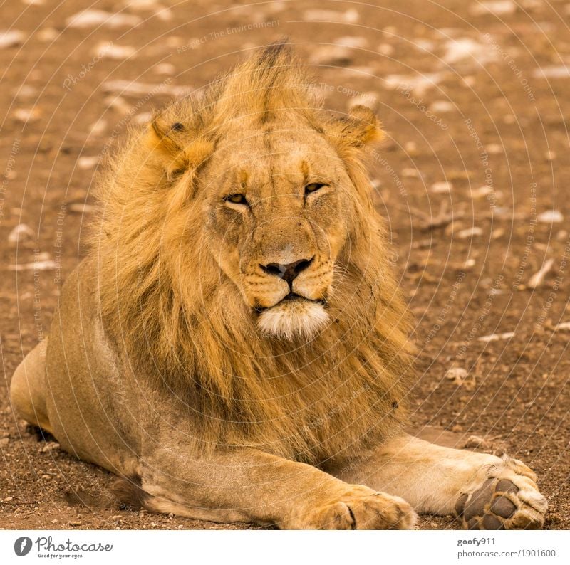 Was willst Du von mir??? Umwelt Natur Landschaft Erde Sand Frühling Sommer Herbst Wärme Dürre Wüste Afrika Tier Wildtier Tiergesicht Fell Pfote Fährte Löwe