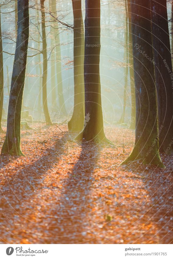 Pfälzer Wald Umwelt Natur Landschaft Pflanze Herbst Baum Blatt Laubbaum Waldboden Duft blau braun Erholung Farbe nachhaltig Herbstwald Nebelschleier Dunst