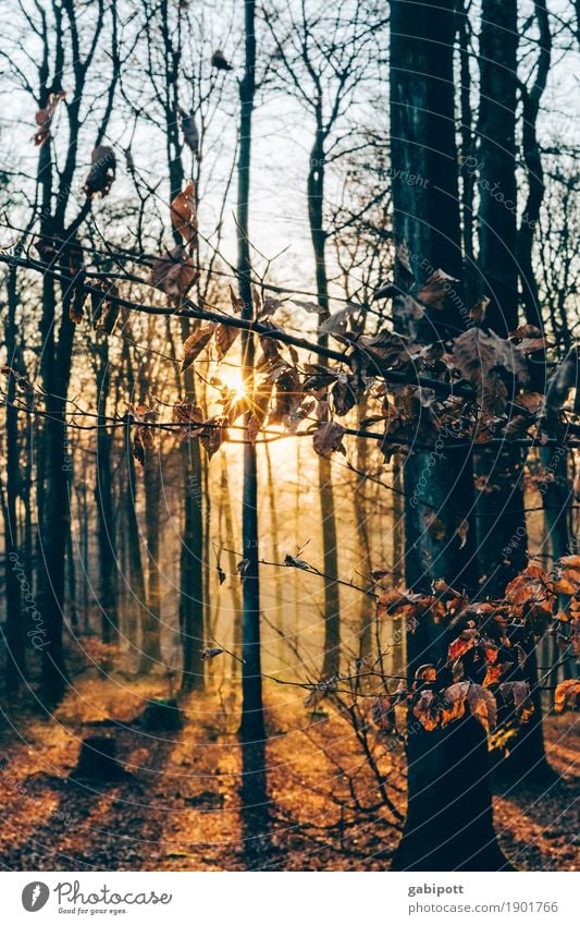 Pfälzer Wald Umwelt Natur Landschaft Erde Sonnenlicht Herbst Schönes Wetter Pflanze Waldboden Laubbaum Blatt Lebensfreude schön achtsam Freizeit & Hobby