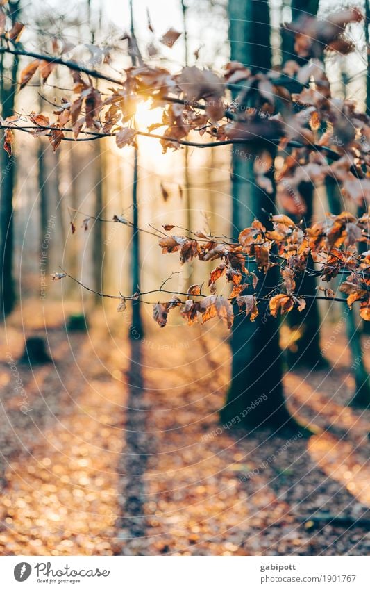 Pfälzer Wald Umwelt Natur Landschaft Pflanze Urelemente Erde Herbst Schönes Wetter Baum Waldboden Laubwald Laubbaum Herbstwald herbstlich Herbstlaub Duft