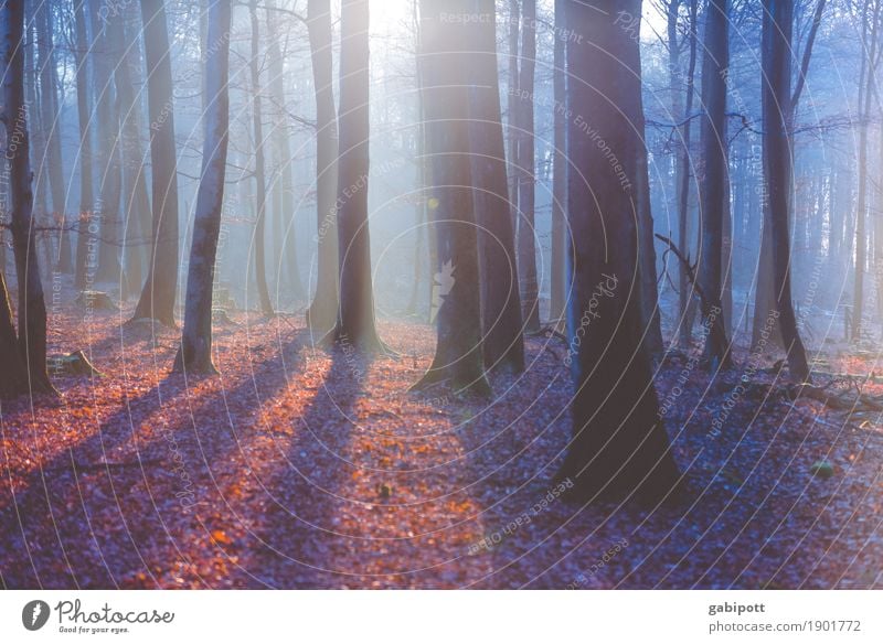 Nebelwald quer Leben harmonisch Wohlgefühl Sinnesorgane Erholung ruhig Duft Berge u. Gebirge wandern Umwelt Natur Landschaft Sonnenaufgang Sonnenuntergang