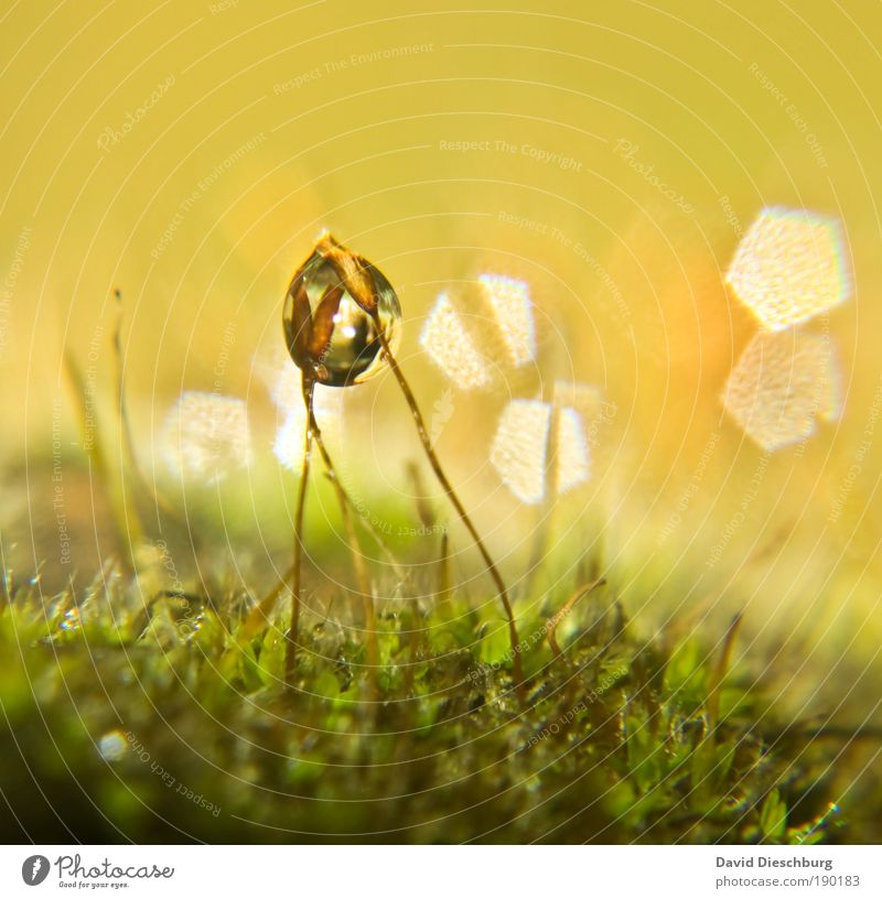 Feuchte Freundschaft harmonisch Natur Pflanze Wasser Wassertropfen Frühling Sommer Moos gelb gold grün silber Halm Moosteppich feucht Tau Kugel Farbfoto