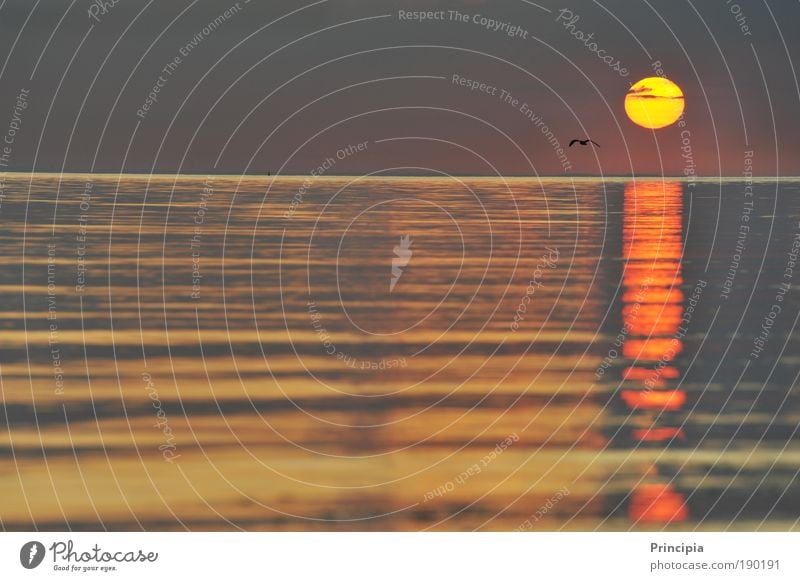 Fernweh Zufriedenheit ruhig Ferien & Urlaub & Reisen Ferne Sonne Meer Landschaft Wasser Sonnenaufgang Sonnenuntergang Schönes Wetter Ostsee Unendlichkeit Wärme