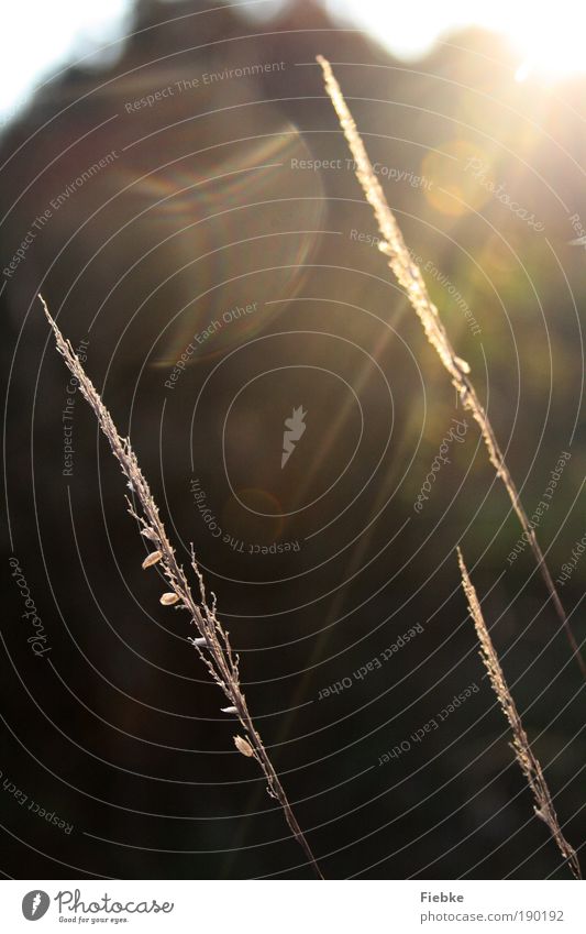 doux Umwelt Natur Sonne Herbst Pflanze Gras Blatt Grünpflanze Wildpflanze Park Wiese Feld ästhetisch Wärme gold Warmherzigkeit schön ruhig Glück träumen