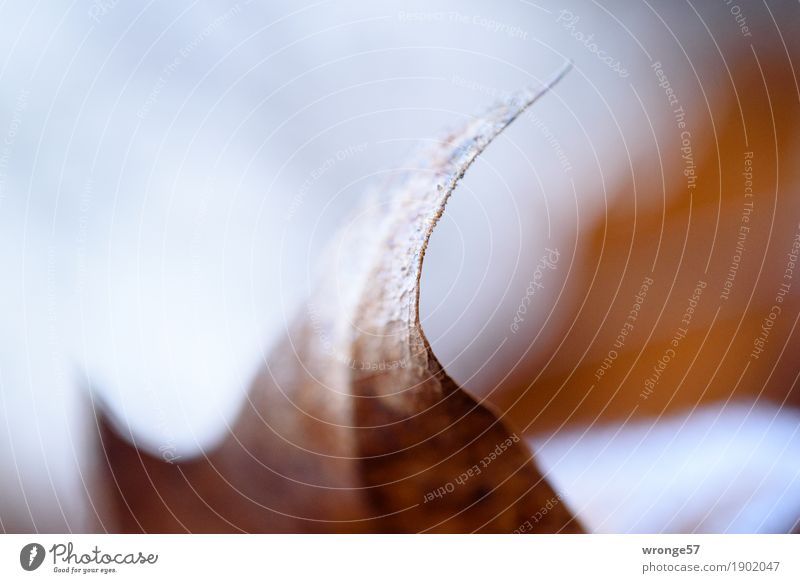 Spitzenblatt Natur Pflanze Herbst Blatt trocken braun grau weiß Blattunterseite Zacken vertrocknet herbstlich filigran Farbfoto Gedeckte Farben Außenaufnahme