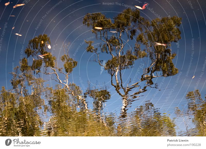 eukalyptus tree Umwelt Natur Pflanze Wasser Himmel Sommer Baum See Denken Wasserstelle Eukalyptusbaum Australien ruhig Wärme grün Farbfoto Außenaufnahme