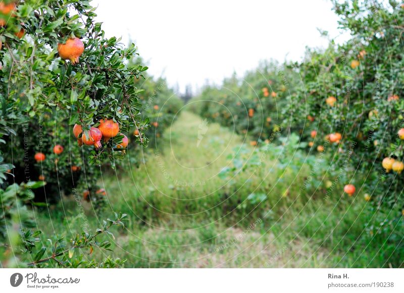 Granatapfelallee Pflanze Herbst Baum Garten Plantage Wachstum lecker saftig süß grün rot Begierde genießen Macht rein schön Tod fruchtbar Frucht reif