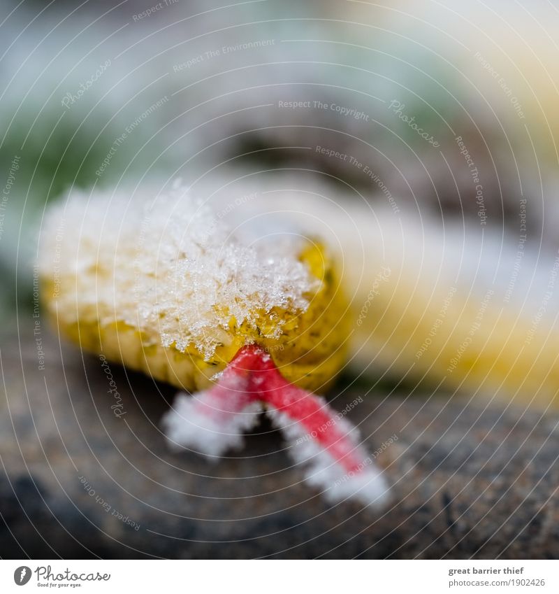 Schneeschlange Umwelt Landschaft Winter Klima Klimawandel Wetter schlechtes Wetter Unwetter Eis Frost Garten außergewöhnlich einzigartig Schlange Gummischlange