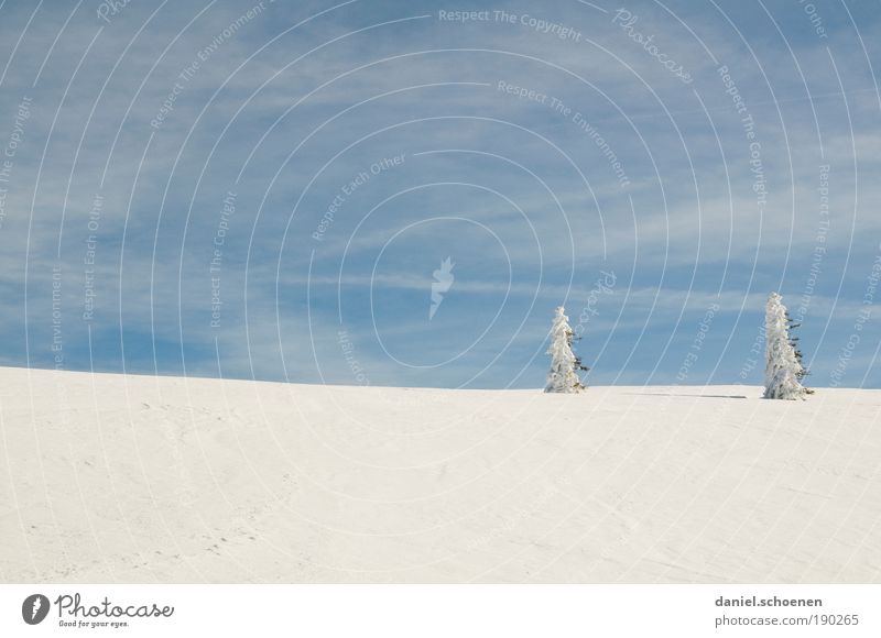 Eiszeit, blauweiß Himmel Winter Klima Schönes Wetter Wind Frost Schnee Freiheit Ferne 2 Tanne paarweise Horizont Schwarzwald Menschenleer Textfreiraum links